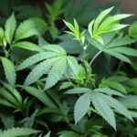 Top 4 Cannabis Stocks to Watch in 2026 as Trump Reshapes Marijuana Policy